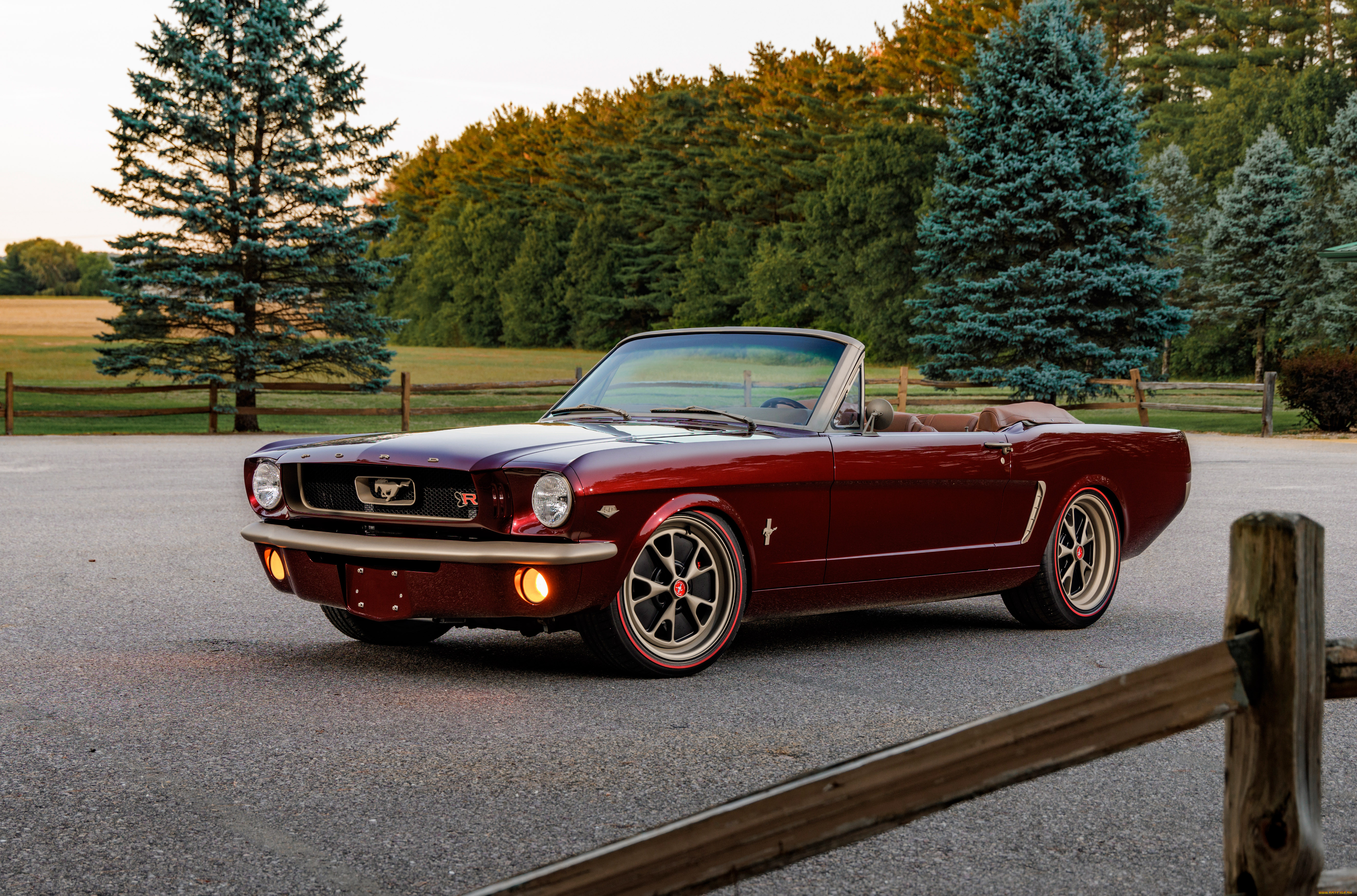 , mustang
